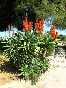 Aloe (probably arborescens) in Antibes (Alpes-Maritimes, France). photo