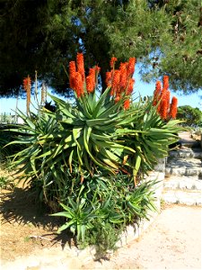Aloe (probably arborescens) in Antibes (Alpes-Maritimes, France).