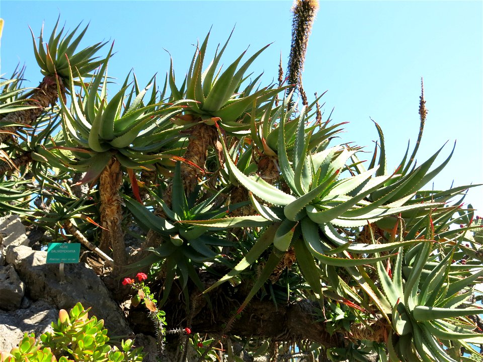 Aloe salmdyckiana (now included in Aloe arborescens) in the exotic garden of Monaco. Identified by its botanic label.
Français :  Aloe salmdyckiana (maintenant fusionné dans Aloe arborescens)