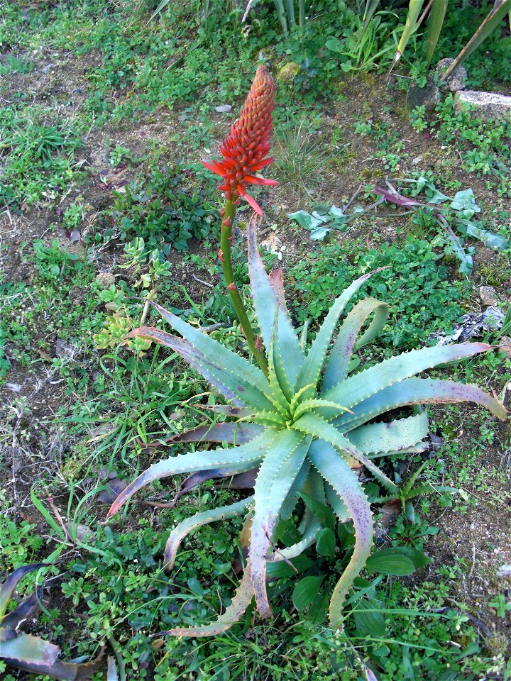 Aloe arborescens - Indigenous to southern Africa. Photo taken in Corsica