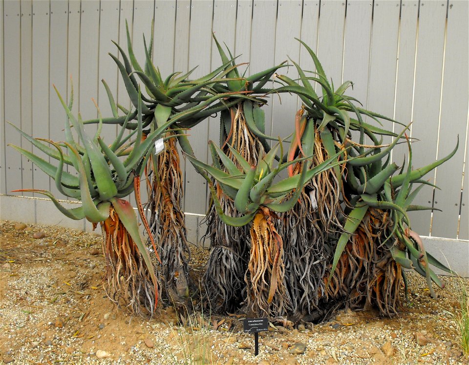 Aloe arborescens at the San Diego Zoo, California, USA.