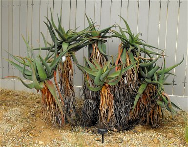 Aloe arborescens at the San Diego Zoo, California, USA.