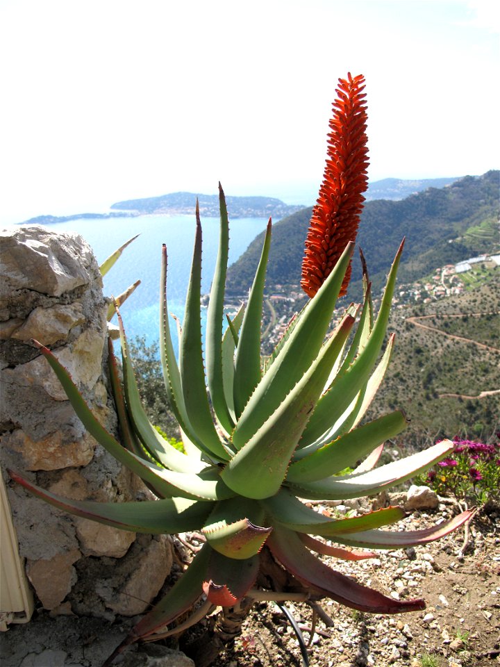 Aloes arborescens in the botanical garden of Eze (France)