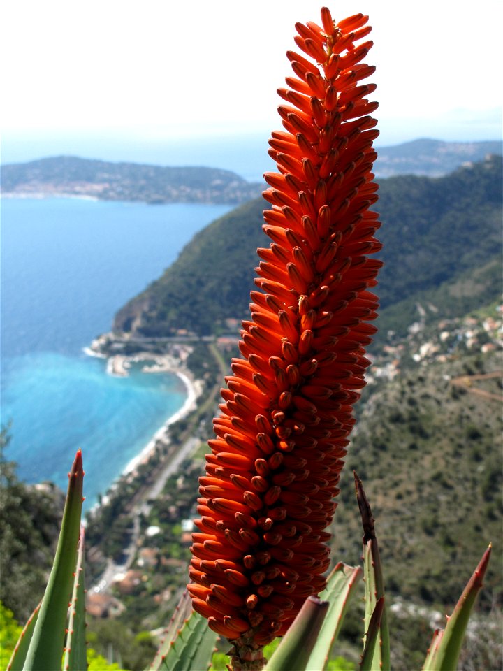 Aloes arborescens in the botanical garden of Eze (France) : detail of the flower