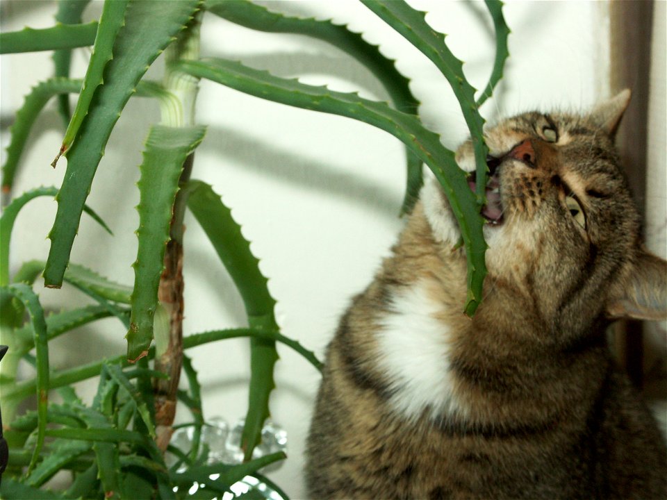CatEatsAlohe