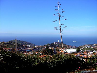 São Martinho church and Pico da Cruz in Funchal-Madeira photo