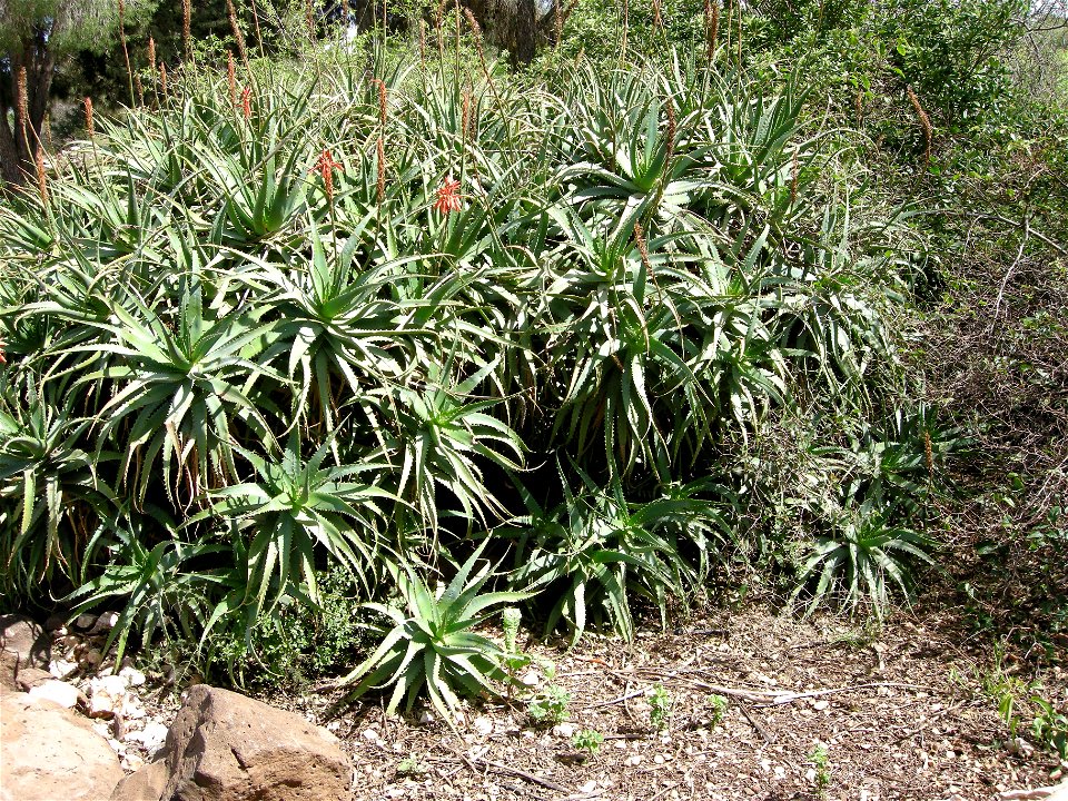 Bloom In Vered Hagalil
