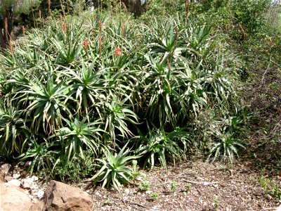 Bloom In Vered Hagalil