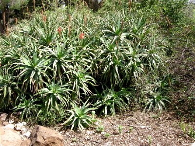 Bloom In Vered Hagalil photo