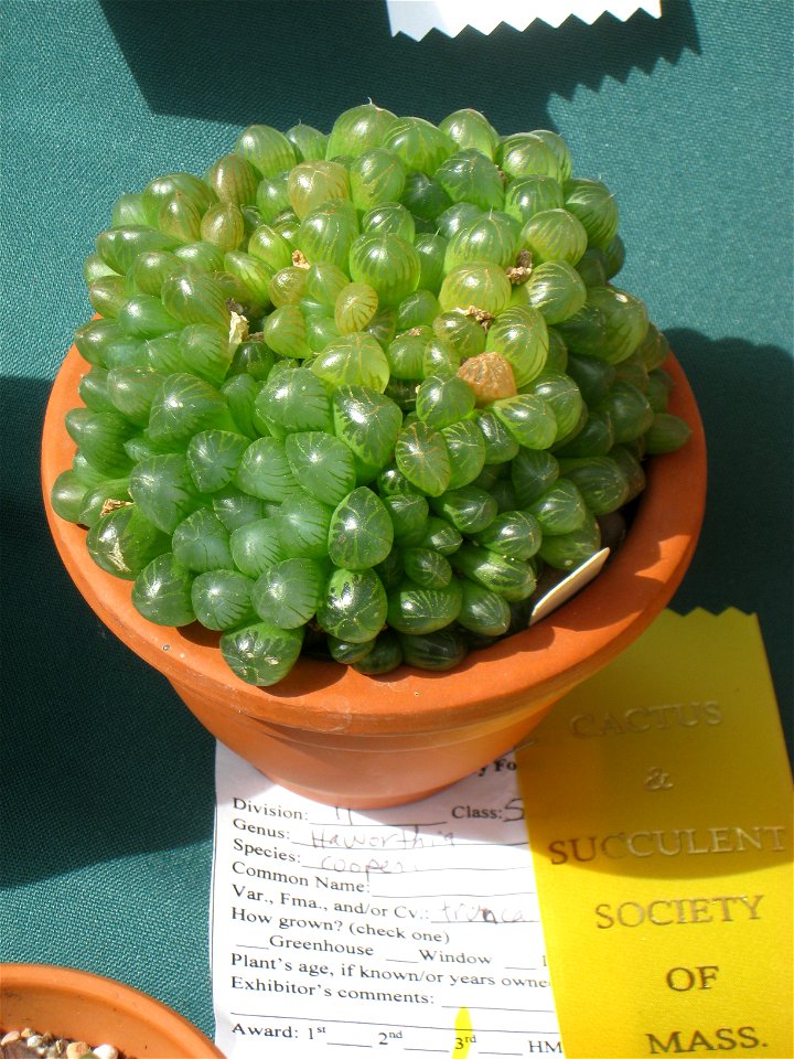 Haworthia cooperi, in the Tower Hill Botanic Garden, Boylston, Massachusetts, USA.