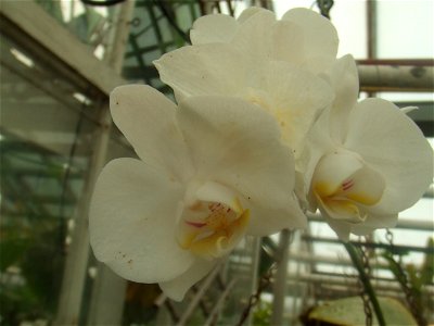 Phalaenopsis amabilis, picture taken at the Botanische tuin TU Delft in Delft, The Netherlands photo