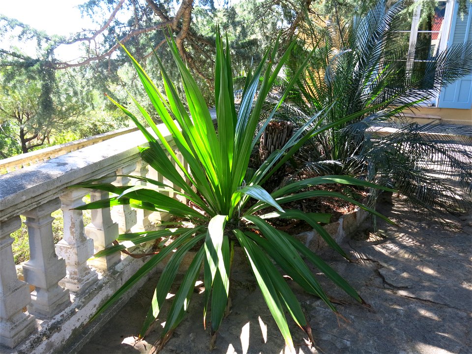 Doryanthes excelsa in parc Gonzalez in Bormes-les-Mimosas (Var, France). Plant identified by its botanic label.