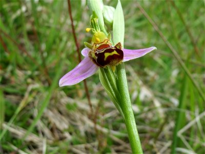 Bienen-Ragwurz (Ophrys apifera) im Naturschutzgebiet Badstube