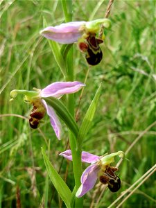 Bienen-Ragwurz (Ophrys apifera subsp. apifera) im Landschaftsschutzgebit Hockenheimer Rheinbogen