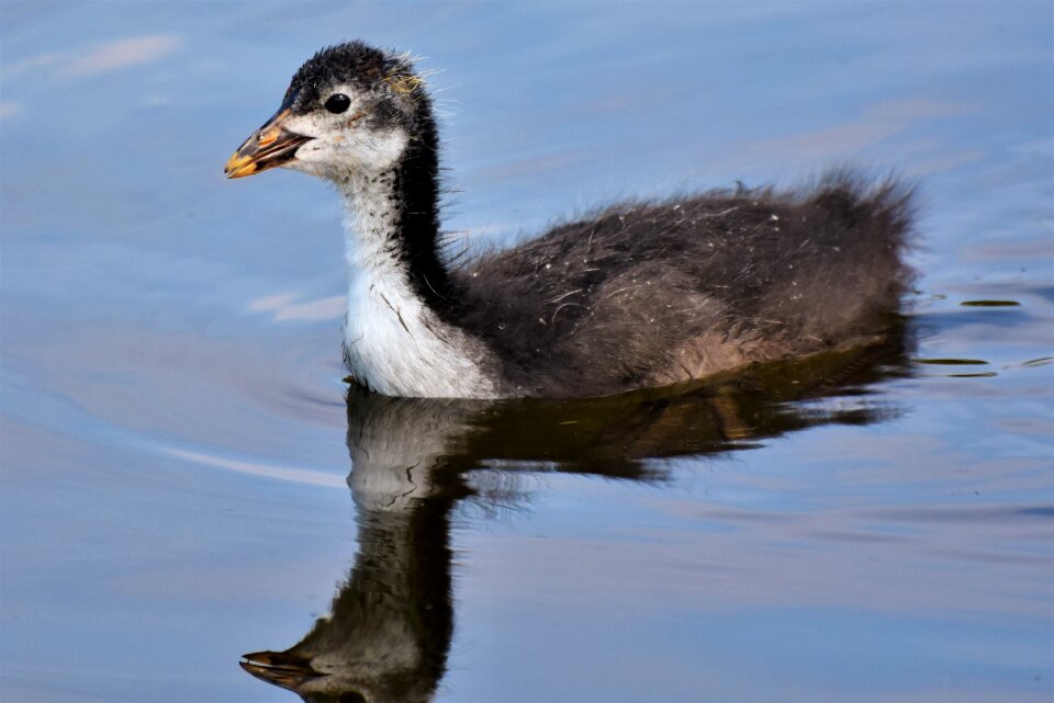 Water bird bird young animal photo