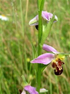 Bienen-Ragwurz (Ophrys apifera subsp. apifera) im Landschaftsschutzgebit Hockenheimer Rheinbogen