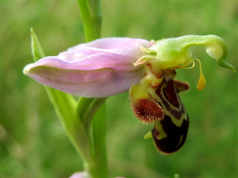 Bienen-Ragwurz (Ophrys apifera subsp. apifera) im Landschaftsschutzgebit Hockenheimer Rheinbogen