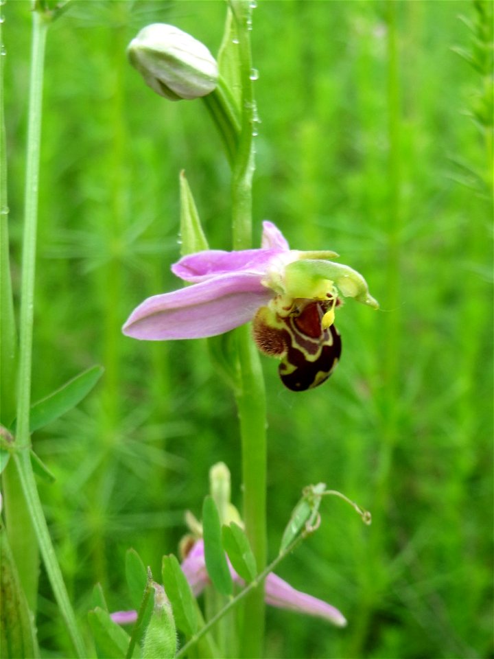 Bienen-Ragwurz (Ophrys apifera subsp. apifera) im Landschaftsschutzgebit Hockenheimer Rheinbogen