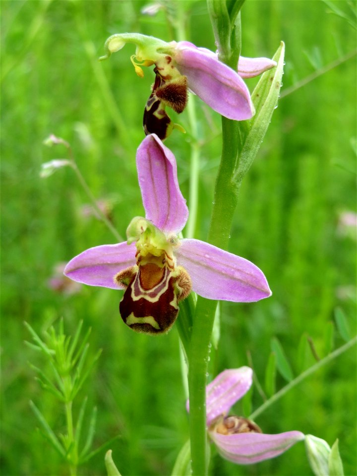 Bienen-Ragwurz (Ophrys apifera subsp. apifera) im Landschaftsschutzgebit Hockenheimer Rheinbogen
