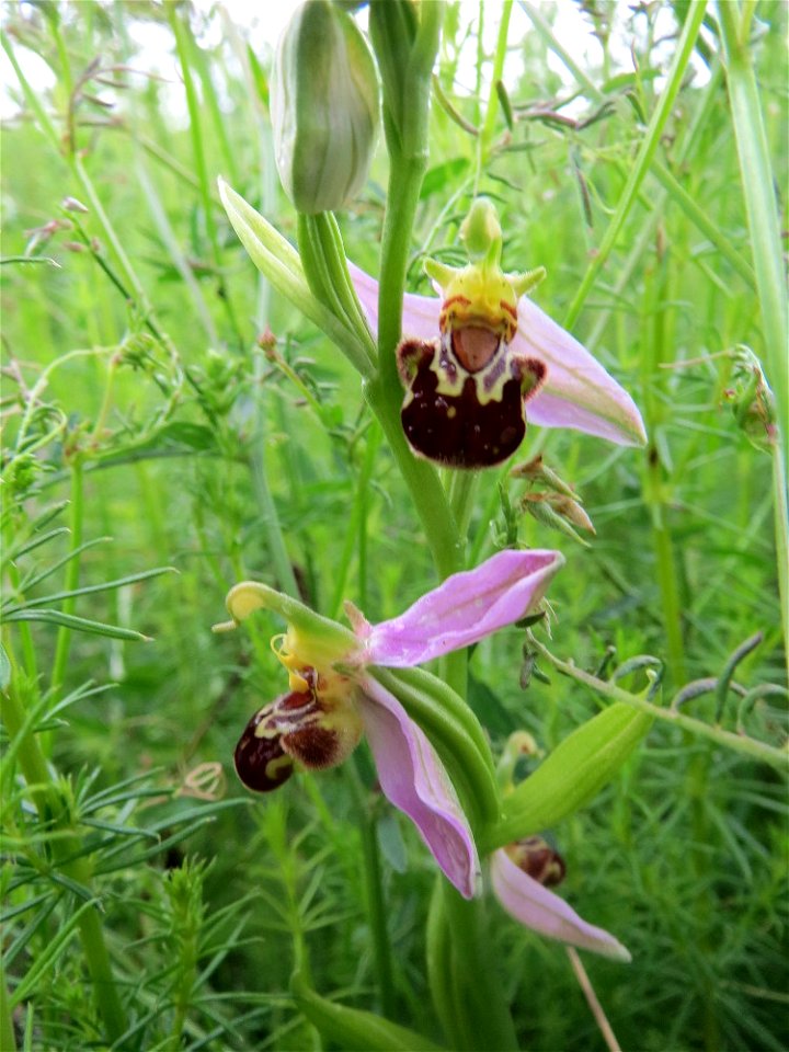 Bienen-Ragwurz (Ophrys apifera subsp. apifera) im Landschaftsschutzgebit Hockenheimer Rheinbogen