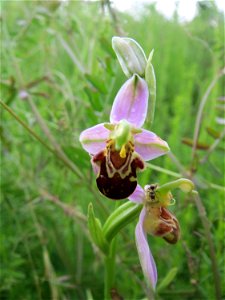Bienen-Ragwurz (Ophrys apifera subsp. apifera) im Landschaftsschutzgebit Hockenheimer Rheinbogen