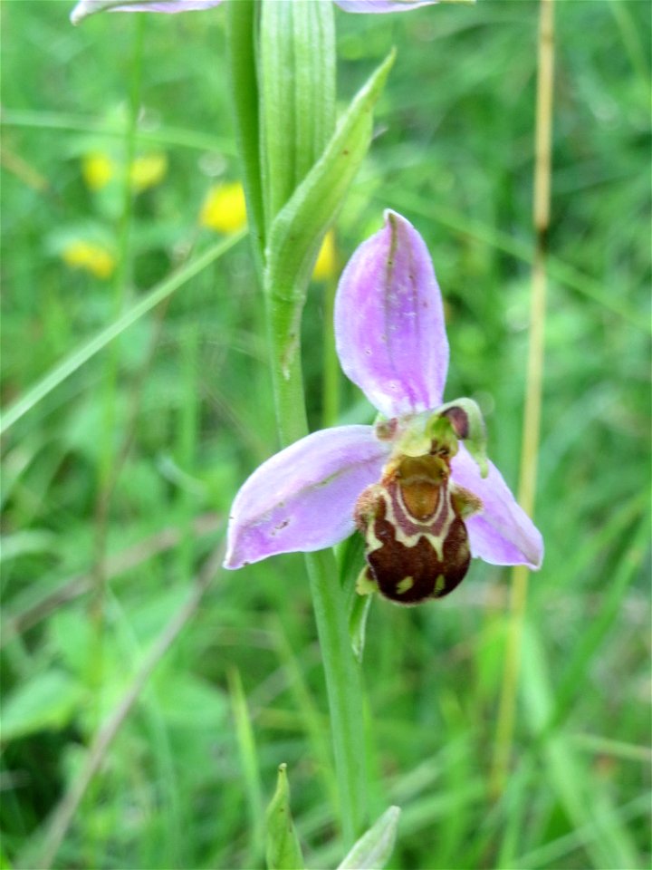 Bienen-Ragwurz (Ophrys apifera) bei Nußloch