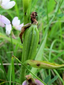 Bienen-Ragwurz (Ophrys apifera) bei Nußloch