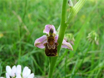 Bienen-Ragwurz (Ophrys apifera) bei Nußloch