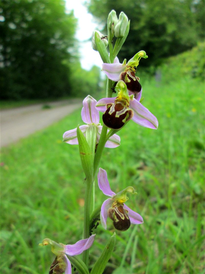 Bienen-Ragwurz (Ophrys apifera) bei Fechingen - die im Naturschutzgebiet Naturschutzgebiet „Birzberg, Honigsack/Kappelberghang“ häufige Art streut bis an den Ortsrand von Fechingen