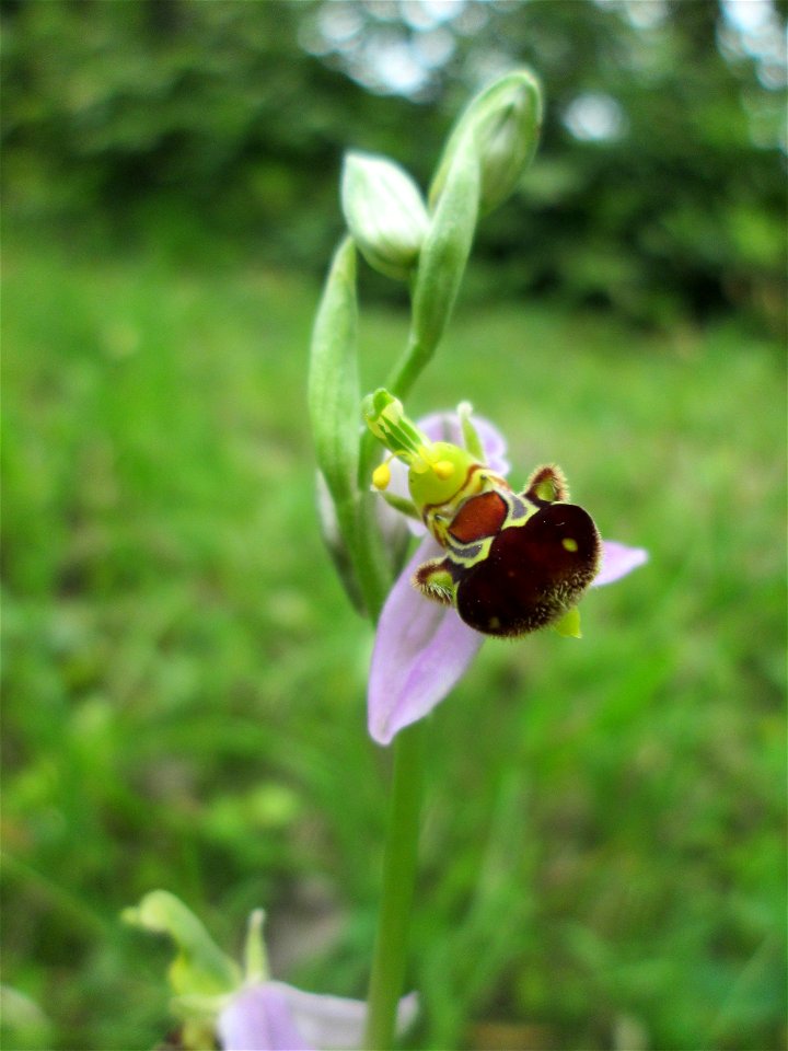 Bienen-Ragwurz (Ophrys apifera) bei Fechingen - die im Naturschutzgebiet Naturschutzgebiet „Birzberg, Honigsack/Kappelberghang“ häufige Art streut bis an den Ortsrand von Fechingen