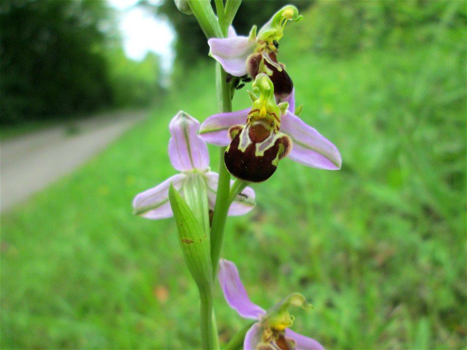 Bienen-Ragwurz (Ophrys apifera) bei Fechingen - die im Naturschutzgebiet Naturschutzgebiet „Birzberg, Honigsack/Kappelberghang“ häufige Art streut bis an den Ortsrand von Fechingen