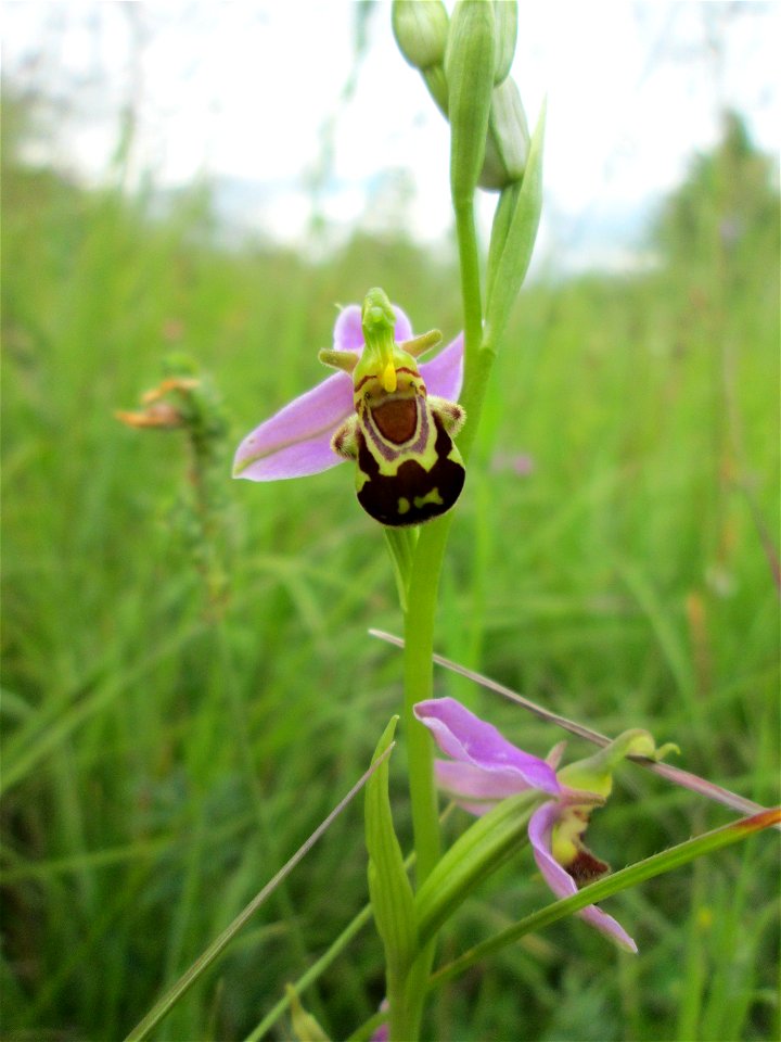 Bienen-Ragwurz (Ophrys apifera) im Naturschutzgebiet „Birzberg, Honigsack/Kappelberghang“