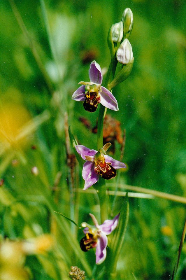 Bee Orchid (Ophrys apifera) at Netcott's Meadow near Nailsea, UK
