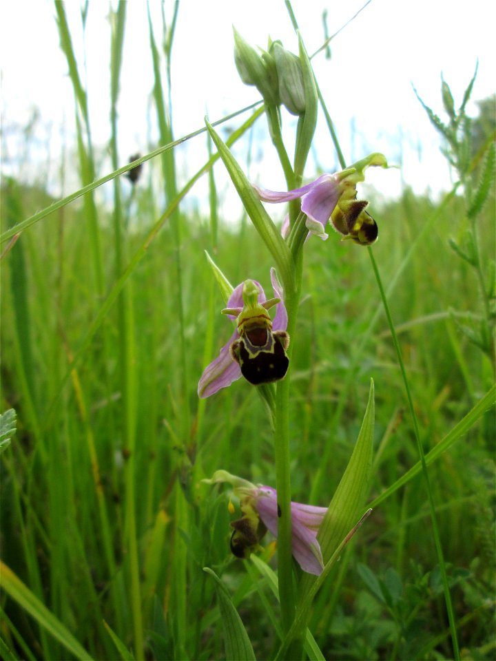 Bienen-Ragwurz (Ophrys apifera) im Naturschutzgebiet „Birzberg, Honigsack/Kappelberghang“