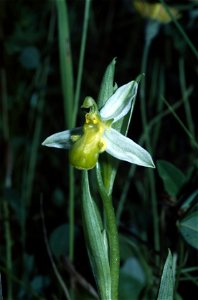 bee orchid (Ophrys apifera chlorantha), Irreler Mühle, southern Eifel, Eifelkreis Bitburg-Prüm, Rhineland-Palatinate, Germany
