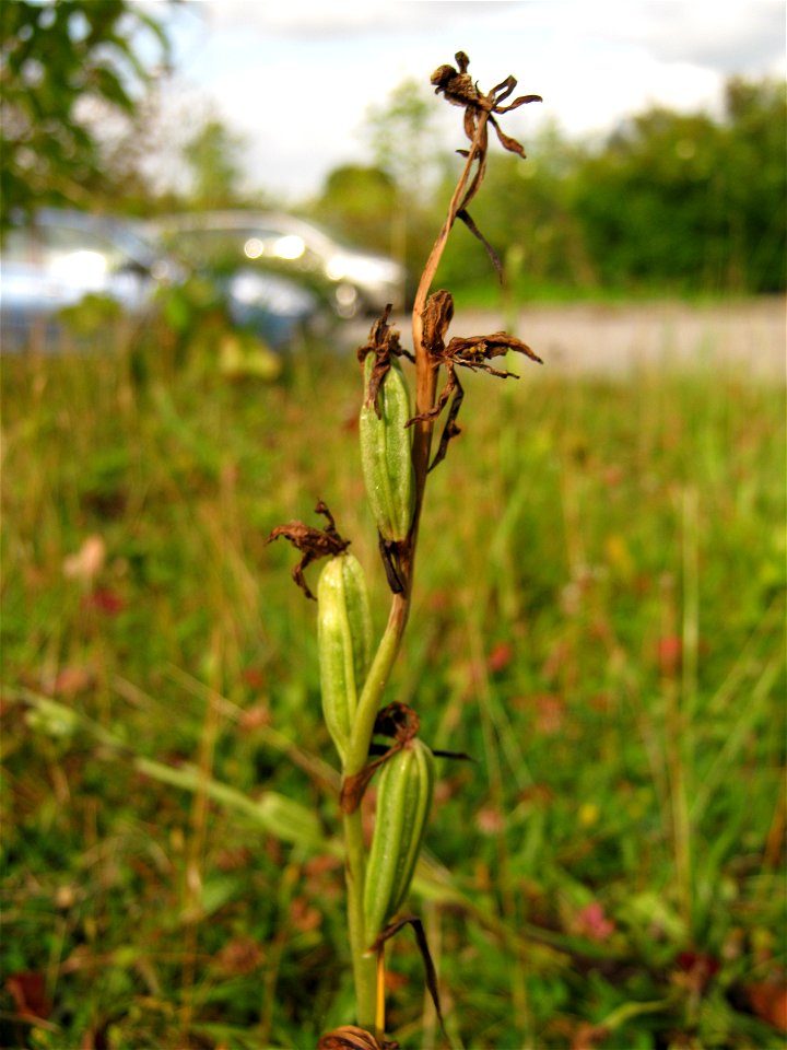 Seed pods of a bee orchid (Ophrys apifera) about 10 days after final flower shrivel. 2 miles south of Salisbury, UK.