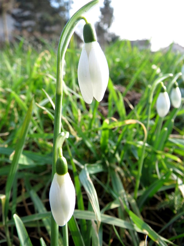 Kleines Schneeglöckchen (Galanthus nivalis) in Hockenheim