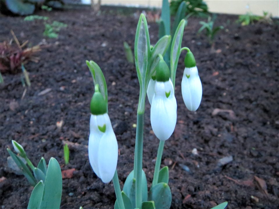 Kleines Schneeglöckchen (Galanthus nivalis) in Saarbrücken