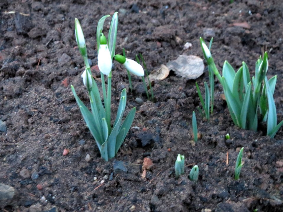Kleines Schneeglöckchen (Galanthus nivalis) in Saarbrücken