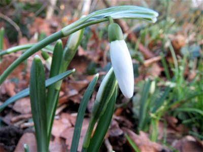 Kleines Schneeglöckchen (Galanthus nivalis) in Hockenheim