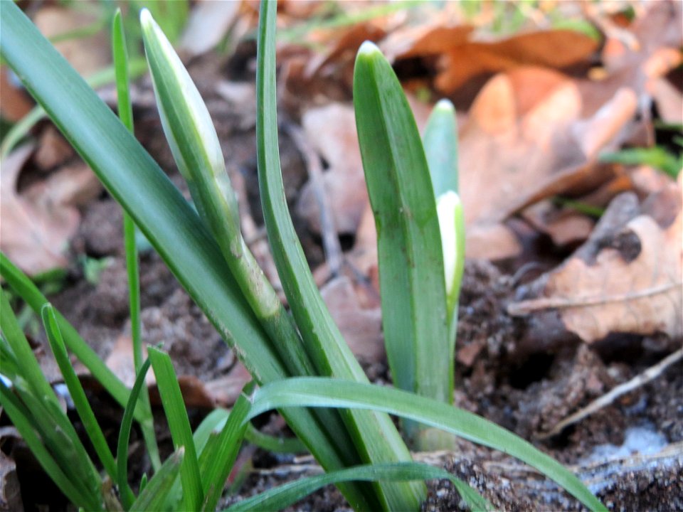 Kleines Schneeglöckchen (Galanthus nivalis) in Hockenheim