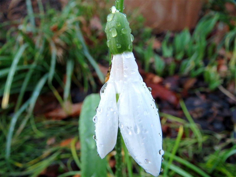 Kleines Schneeglöckchen (Galanthus nivalis) in Hockenheim