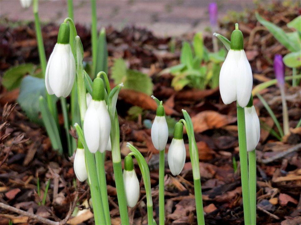 Kleines Schneeglöckchen (Galanthus nivalis) in Hockenheim