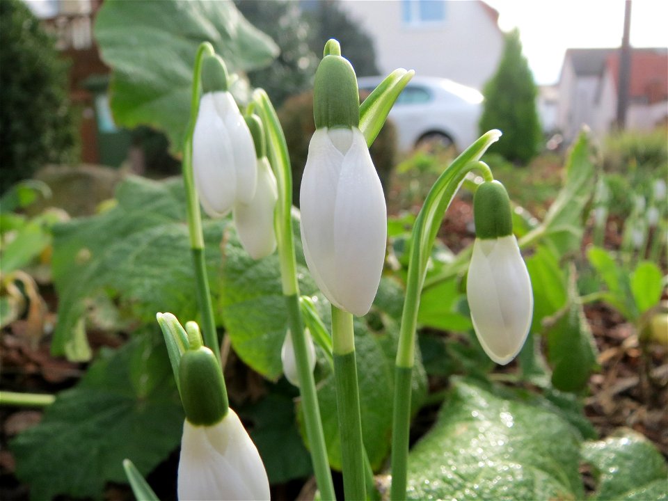 Kleines Schneeglöckchen (Galanthus nivalis) in Hockenheim