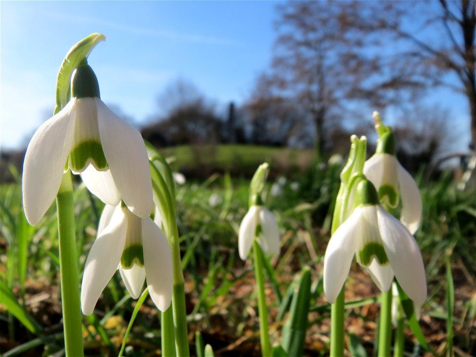 Kleines Schneeglöckchen (Galanthus nivalis) im Landesgartenschaupark Hockenheim