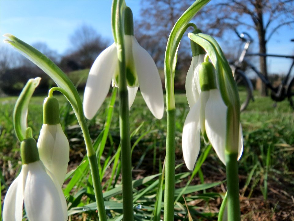 Kleines Schneeglöckchen (Galanthus nivalis) im Landesgartenschaupark Hockenheim