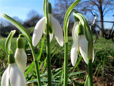 Kleines Schneeglöckchen (Galanthus nivalis) im Landesgartenschaupark Hockenheim