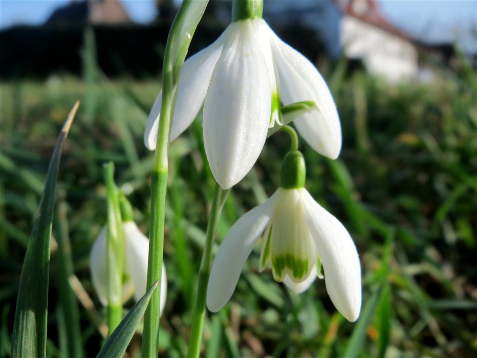 Kleines Schneeglöckchen (Galanthus nivalis) im Landesgartenschaupark Hockenheim