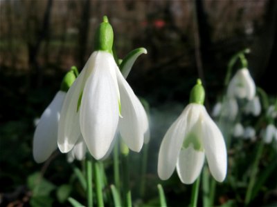 Kleines Schneeglöckchen (Galanthus nivalis) in Hockenheim