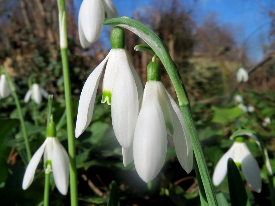 Kleines Schneeglöckchen (Galanthus nivalis) in Hockenheim